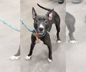 Mutt Dogs for adoption in Forestville, MD, USA