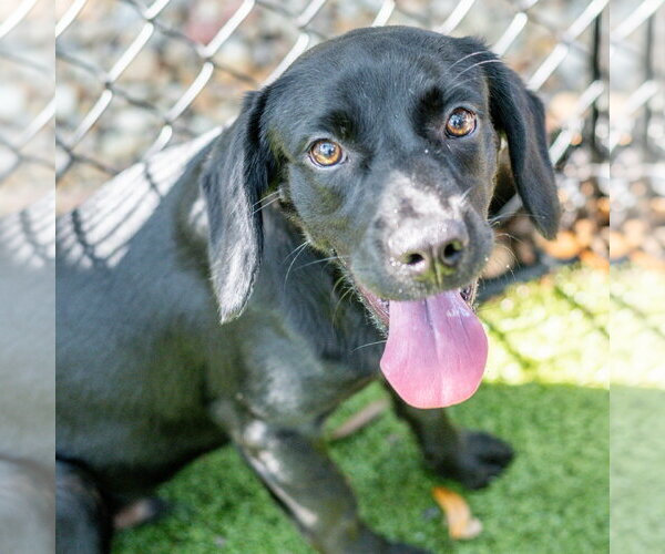 Medium Photo #2 Spanador Puppy For Sale in Hilton Head, SC, USA
