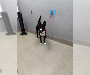 American Pit Bull Terrier-Unknown Mix Dogs for adoption in Las Vegas, NV, USA