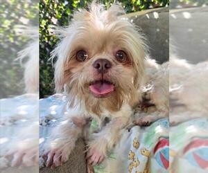 Shih Tzu Dogs for adoption in Woodland, CA, USA