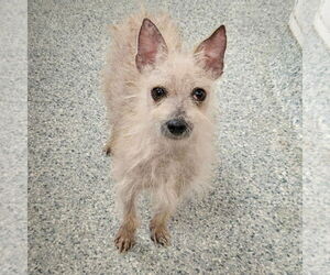 Sanders - Male Chihuahua-Unknown Mix Dog for Adoption - Photo #2