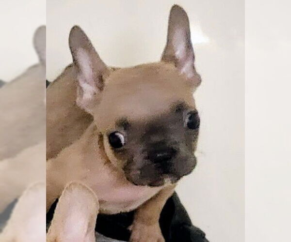 Medium Photo #1 French Bulldog Puppy For Sale in Oakland Park, FL, USA