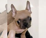 Small French Bulldog