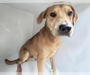 Labrador Retriever-Unknown Mix Dogs for adoption in Houston, TX, USA