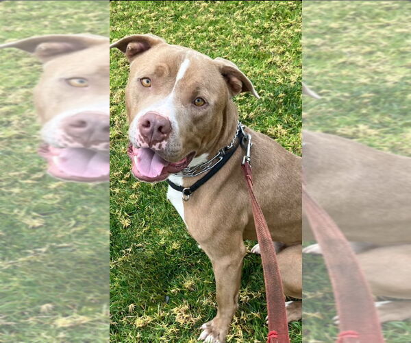 Medium Photo #10 American Staffordshire Terrier-Unknown Mix Puppy For Sale in Lake Forest, CA, USA