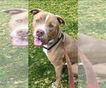 Small #9 American Staffordshire Terrier Mix