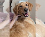 Small #2 Golden Retriever