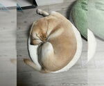 Small #6 Labrador Retriever