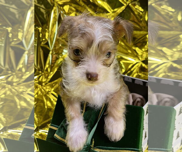 Medium Photo #3 Chihuahua-Unknown Mix Puppy For Sale in Milwaukie, OR, USA