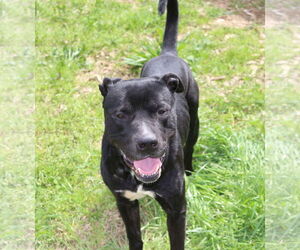 Mutt Dogs for adoption in Jackson, MS, USA