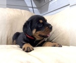 Small #14 Rottweiler