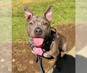 American Pit Bull Terrier Dogs for adoption in Sacramento, CA, USA