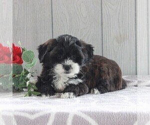 Shih-Poo Puppy for sale in GORDONVILLE, PA, USA
