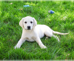 Small #1 Labrador Retriever
