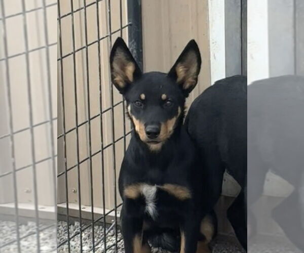 Medium Photo #3 Australian Kelpie-Labrador Retriever Mix Puppy For Sale in Bolivar, MO, USA