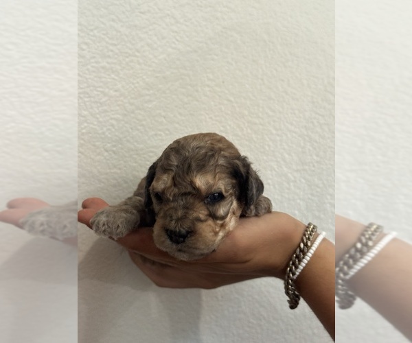 Medium Photo #4 Bernedoodle (Miniature) Puppy For Sale in LONGMONT, CO, USA