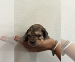 Small #3 Bernedoodle (Miniature)