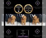 Small #5 Maltipoo