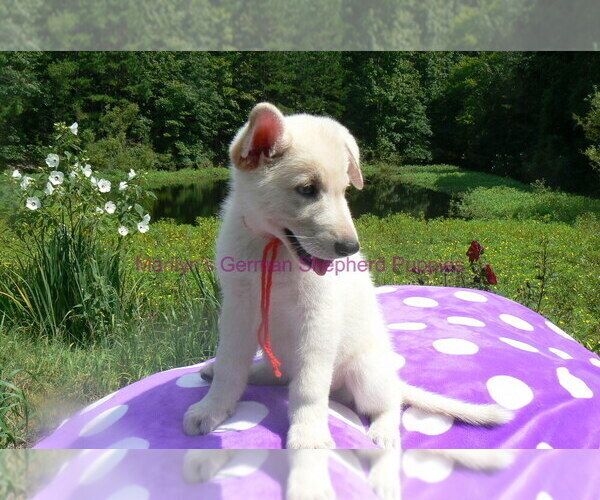 Medium Photo #4 German Shepherd Dog Puppy For Sale in PIEDMONT, MO, USA