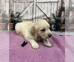 Small #1 English Cream Golden Retriever