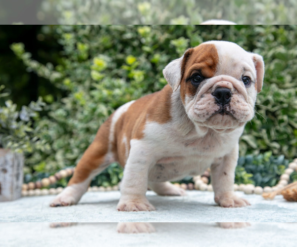 Medium Photo #12 English Bulldog Puppy For Sale in GORDONVILLE, PA, USA
