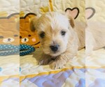 Small Photo #13 Yorkshire Terrier Puppy For Sale in FRESNO, CA, USA