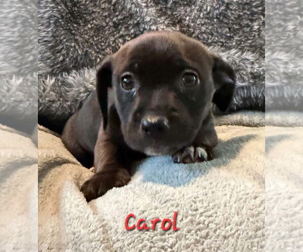 Medium Photo #5 Labbe Puppy For Sale in Anchorage, AK, USA