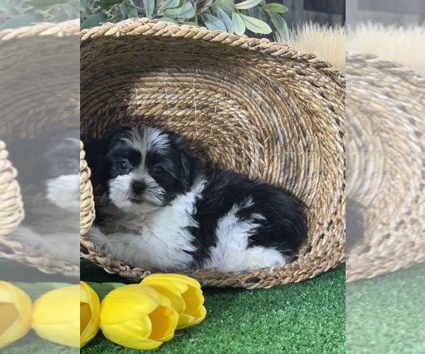 Medium Photo #1 La-Chon Puppy For Sale in CANOGA, NY, USA