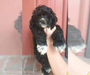 Cocker Spaniel Puppy for sale in COTTAGEVILLE, SC, USA