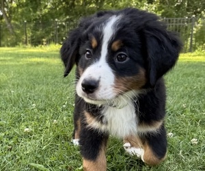 Medium Bernese Mountain Dog