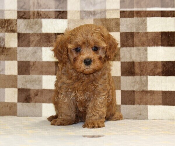 Medium Photo #3 Cavapoo (Miniature) Puppy For Sale in DENVER, PA, USA