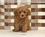Small #2 Cavapoo (Miniature)