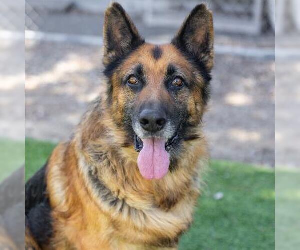 Medium Photo #3 German Shepherd Dog Puppy For Sale in Camarillo, CA, USA
