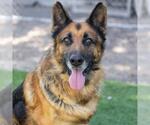 Small Photo #3 German Shepherd Dog Puppy For Sale in Camarillo, CA, USA