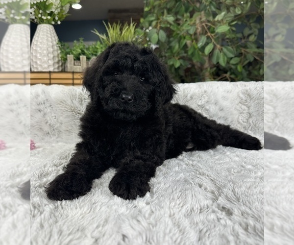 Medium Photo #4 Labradoodle Puppy For Sale in GREENFIELD, IN, USA