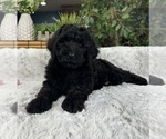 Small Photo #4 Labradoodle Puppy For Sale in GREENFIELD, IN, USA