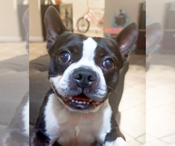 Medium Photo #1 Boston Terrier-Unknown Mix Puppy For Sale in Corona, CA, USA