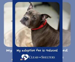 Medium Staffordshire Bull Terrier