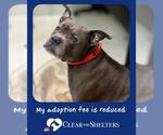 Small Staffordshire Bull Terrier