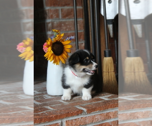 Medium Photo #4 Pembroke Welsh Corgi Puppy For Sale in FAIR GROVE, MO, USA