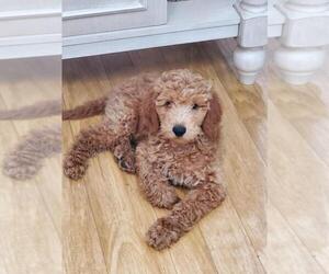 Goldendoodle (Miniature) Puppy for sale in SPRING HILL, FL, USA