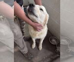 Small #2 Great Pyrenees Mix