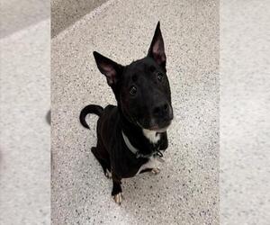 Australian Kelpie-Unknown Mix Dogs for adoption in Brighton, CO, USA