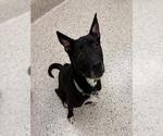Small Australian Kelpie Mix