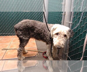 Old English Sheepdog Dogs for adoption in Downey, CA, USA