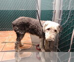 Small Old English Sheepdog