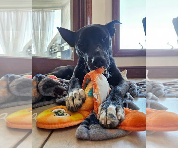 Medium Photo #15 Australian Kelpie-Unknown Mix Puppy For Sale in Rockaway, NJ, USA