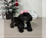 Small Photo #1 Cavapoo (Miniature) Puppy For Sale in GREENFIELD, IN, USA