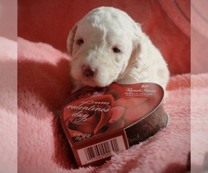Poodle (Toy) Puppy for sale in MATTOON, IL, USA