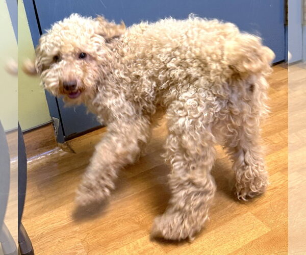 Medium Photo #4 Poodle (Miniature) Puppy For Sale in Mount Airy, NC, USA